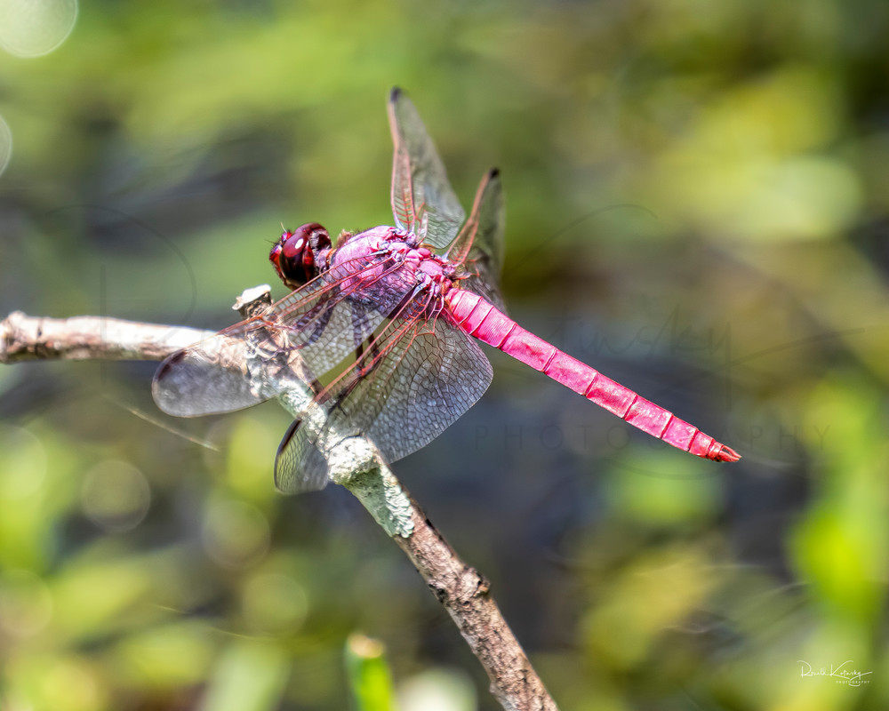 The Roseate Skimmer Dragonfly 3