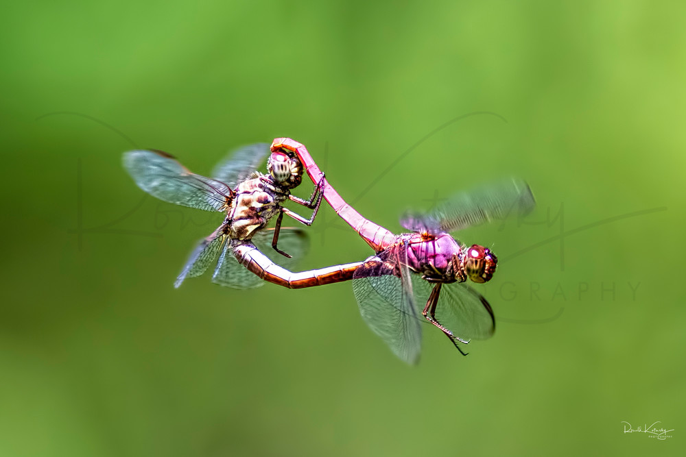 The Mating of the Roseate Skimmers
