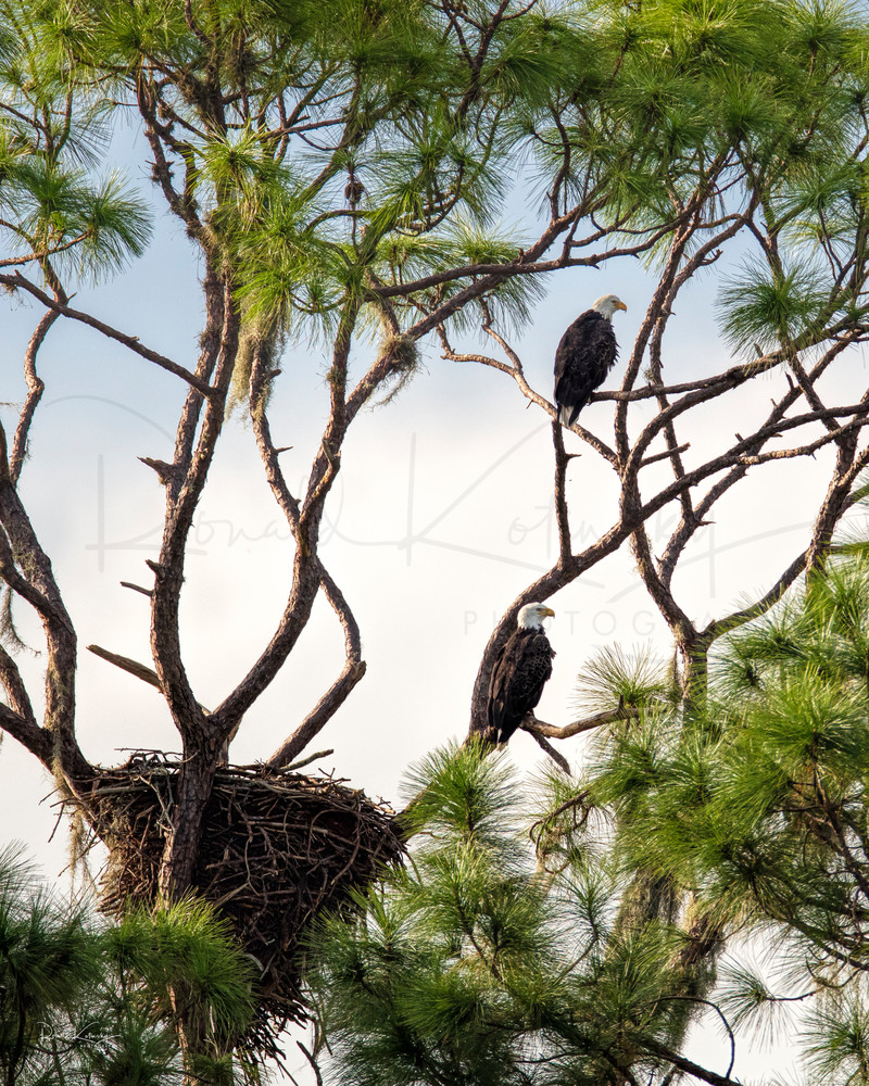 Bald Eagles at the Nest