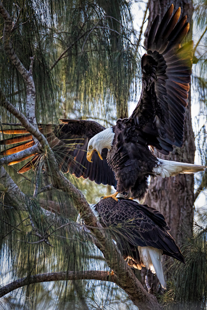 The Mating of the Eagles