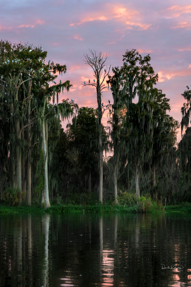 The Storks, The Cypress and the Sunrise