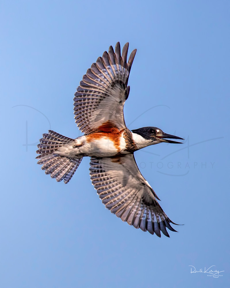 Flight of the Kingfisher