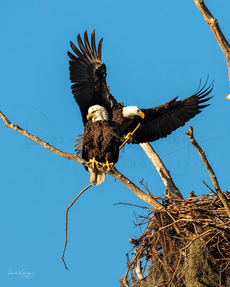 The Eagles and the Nest