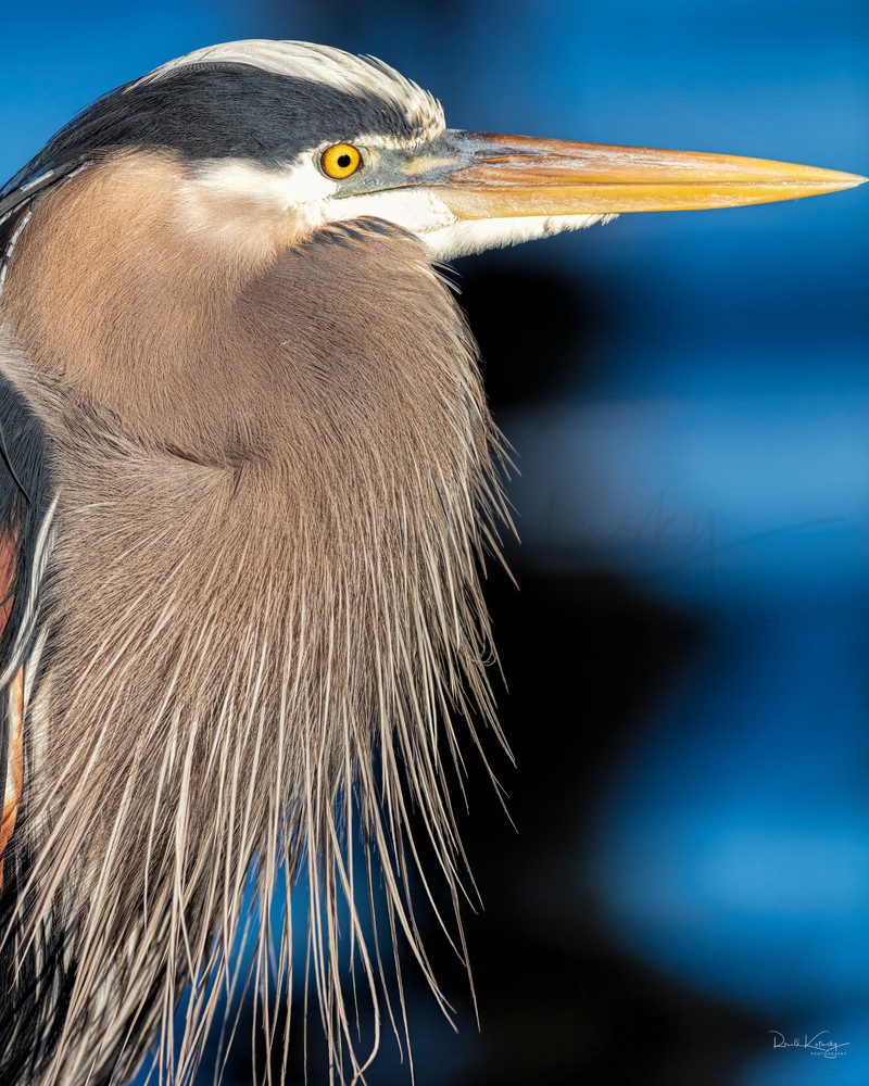 A Portrait of a Great Blue Heron 2