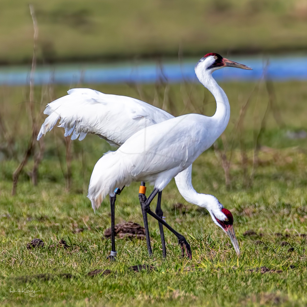 Whooping Cranes of the Marsh