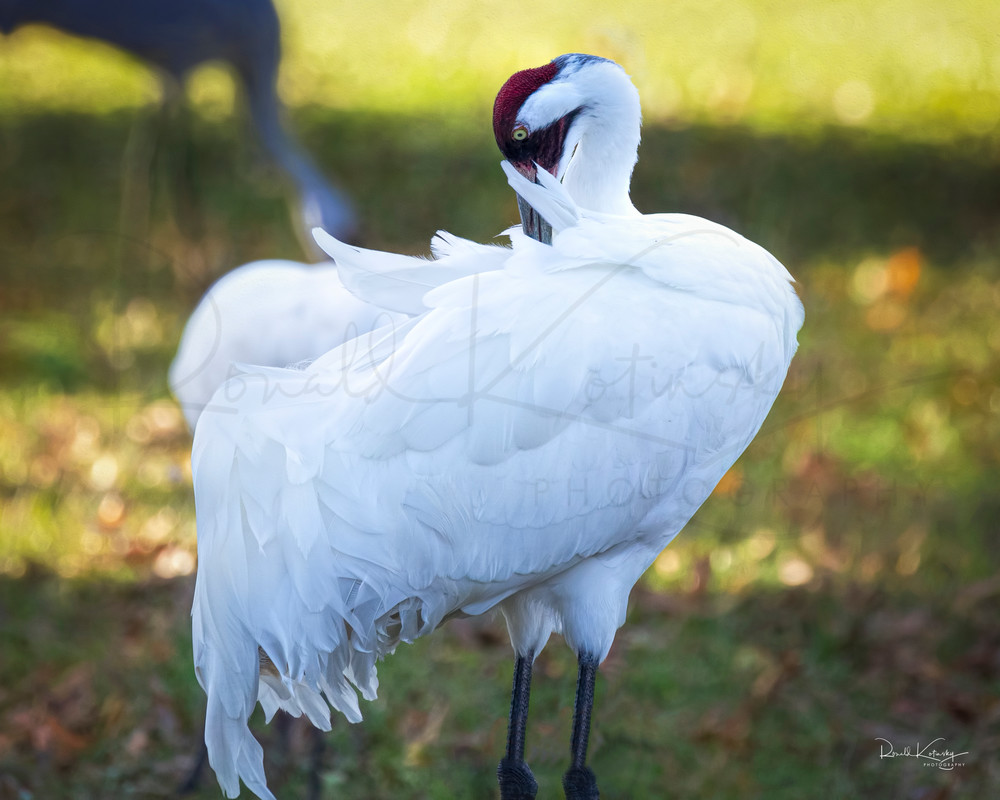 The Whooping Crane 