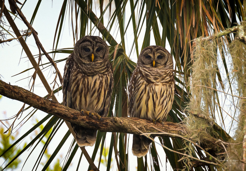 The Barred Owl Couple