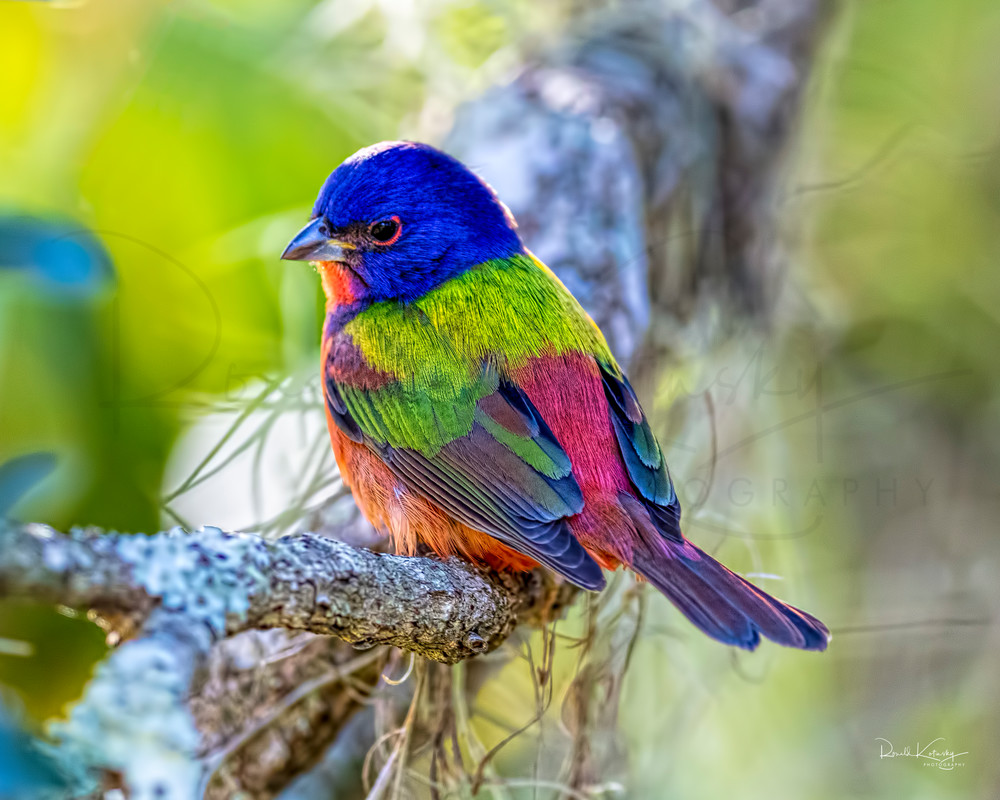 The Palette of The  Painted Bunting
