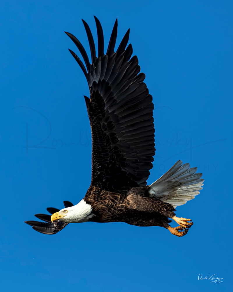 Perfect Flight of the Bald Eagle