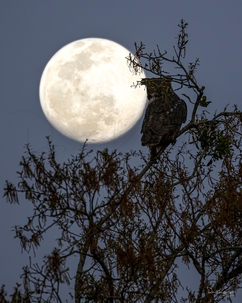 The Great Horned Owl and the Moon