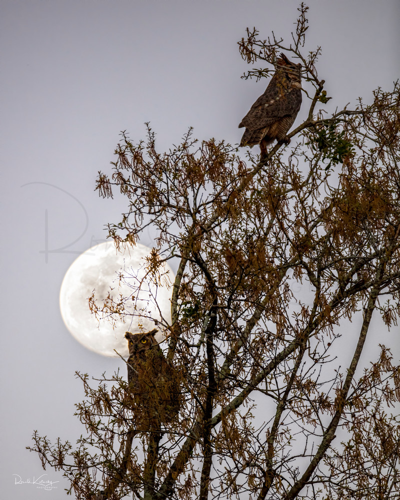 The Great Horned Owls and the Moon