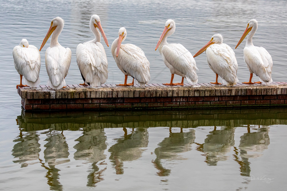 Pelicans in a Row