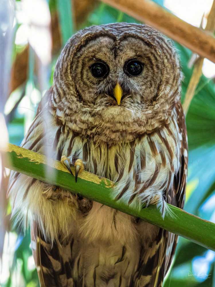 The Eyes of the Barred Owl