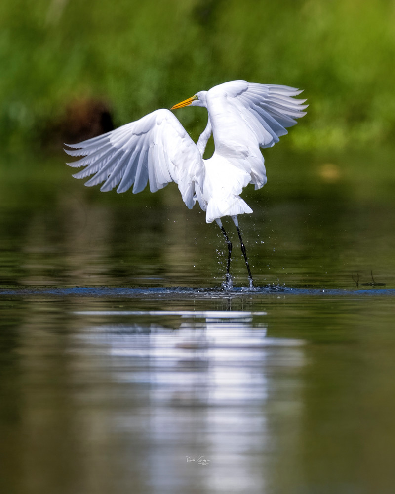 Dance of the Great Egret