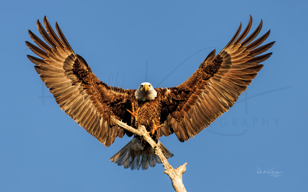 Spread Eagle Landing