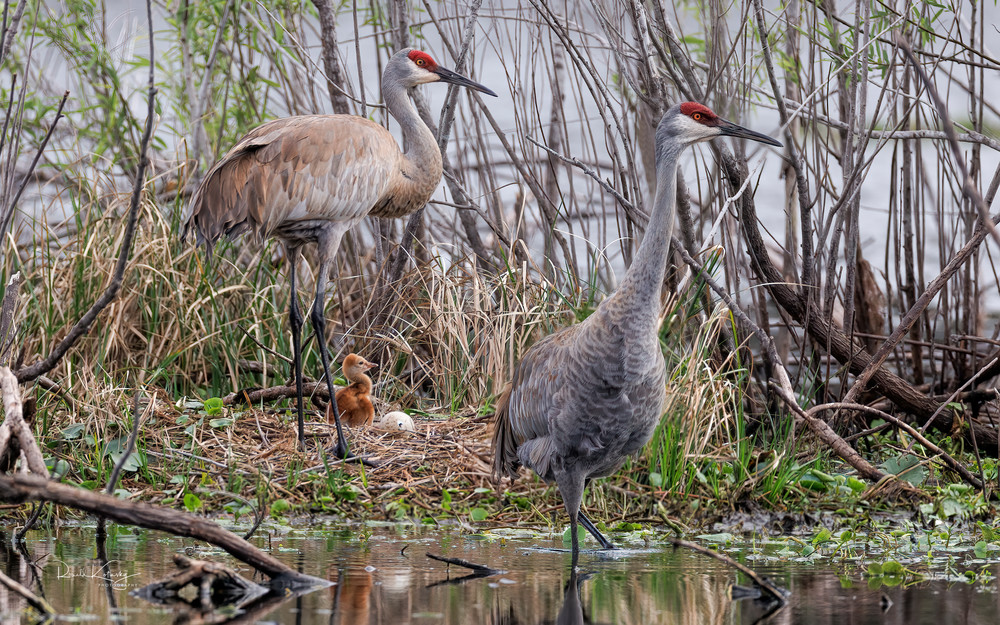 The Crane Family