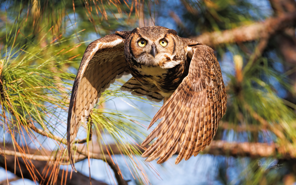 Blast Off of the Great Horned Owl