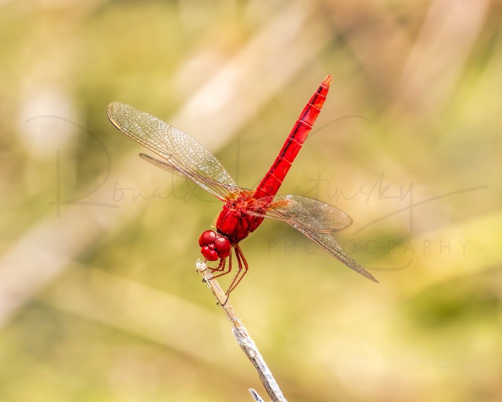 The Scarlet Dragonfly 3