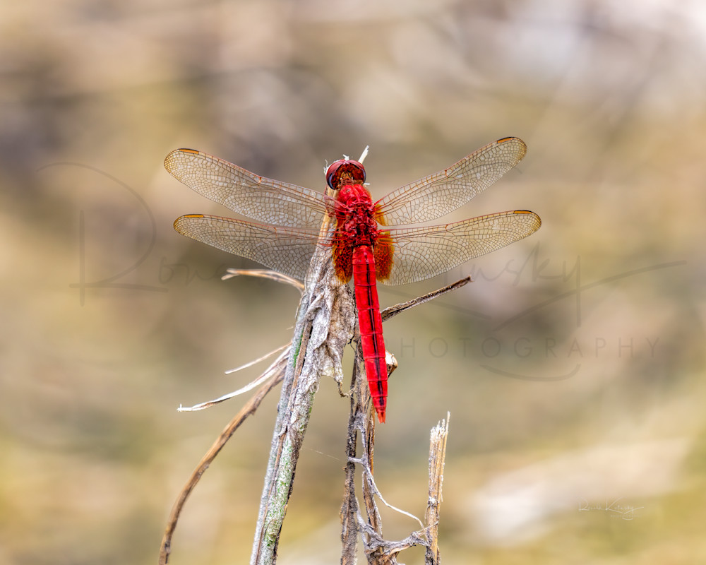 The Scarlet Dragonfly