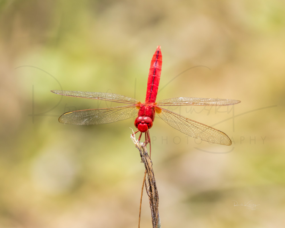 The Scarlet Dragonfly 2