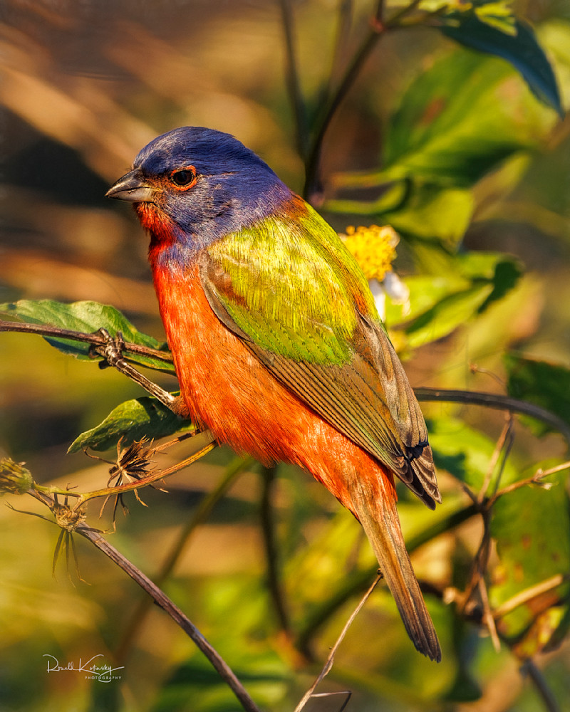 Sunset Painted Bunting