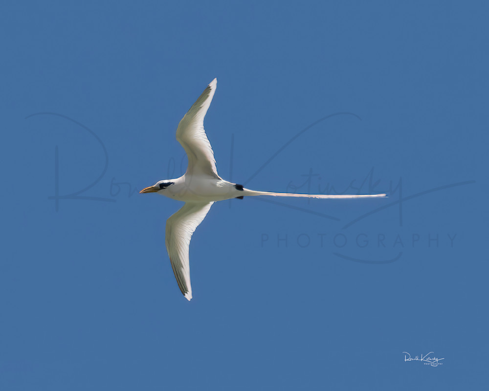 White Tailed Tropicbird 