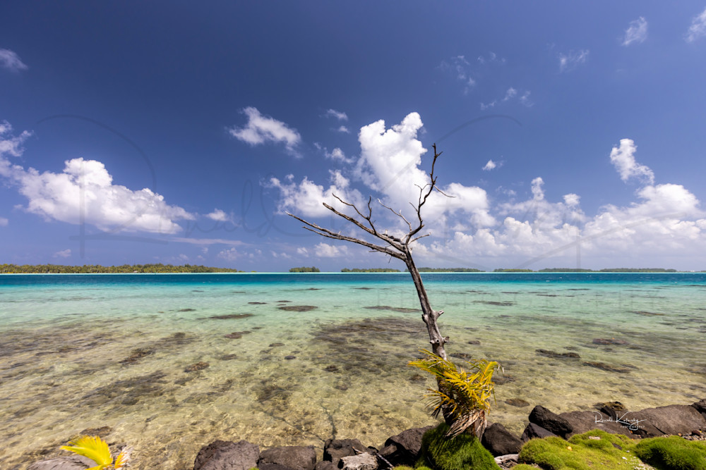 The Blues, The Branches and The Beach at Bora Bora 