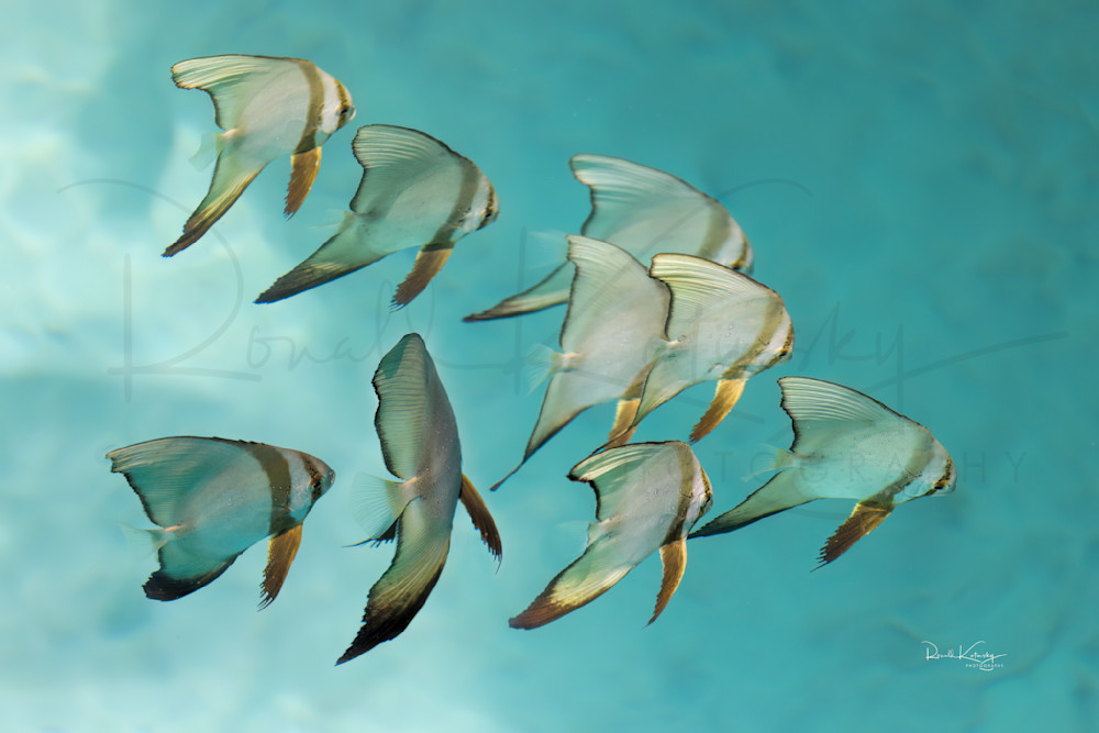 Bora Bora Fishing Blues