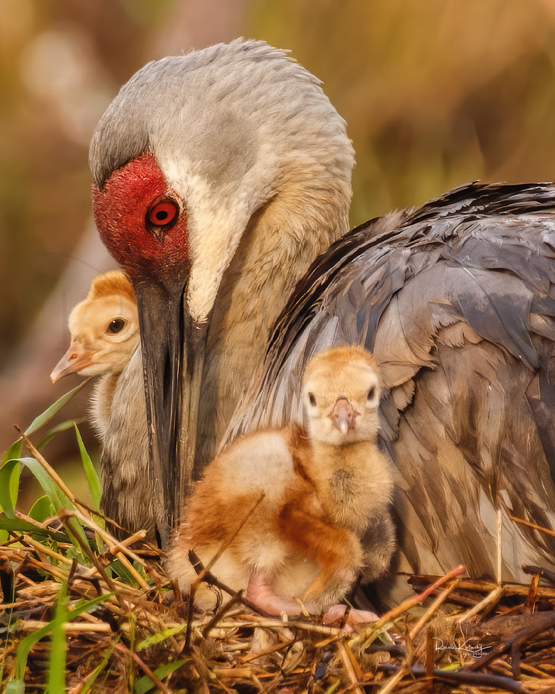 Doubly Cute Cranes