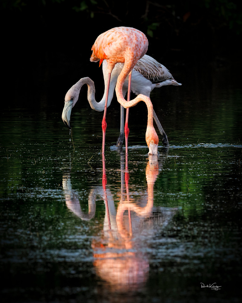 Flamingo Reflections