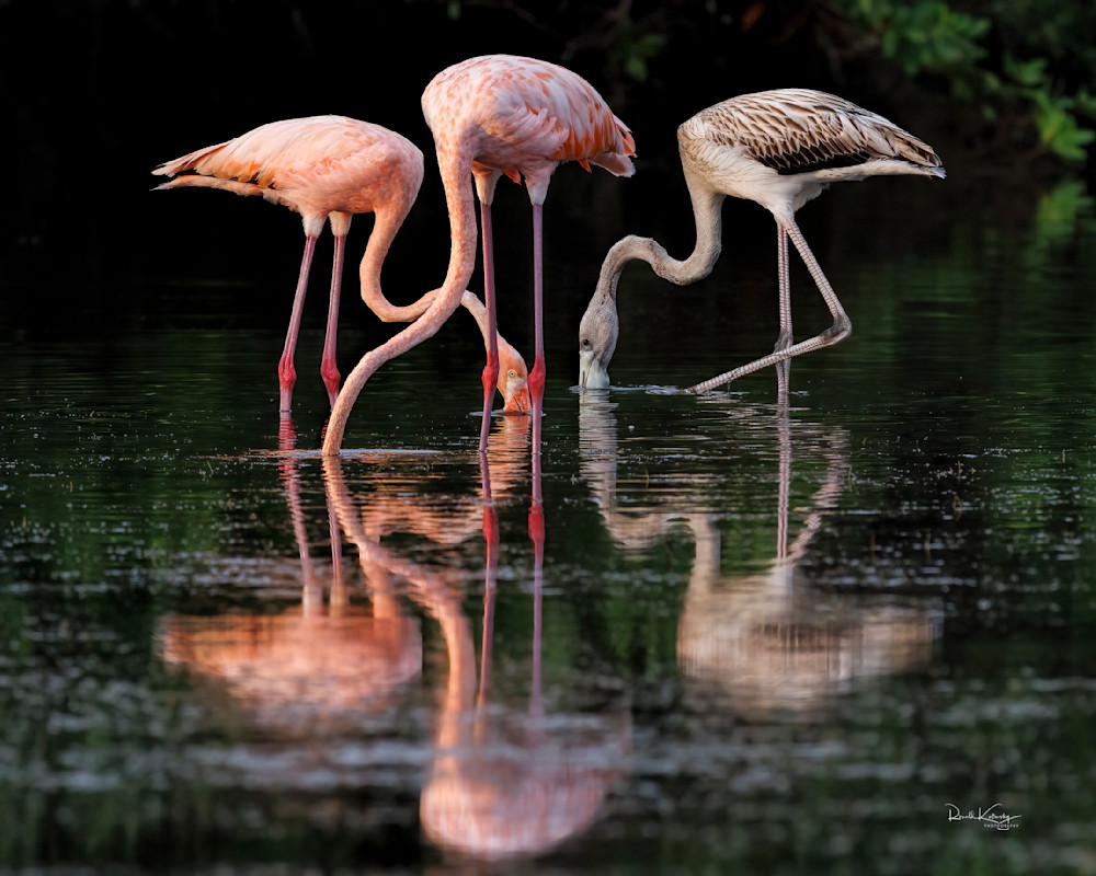 The 3 Flamingos