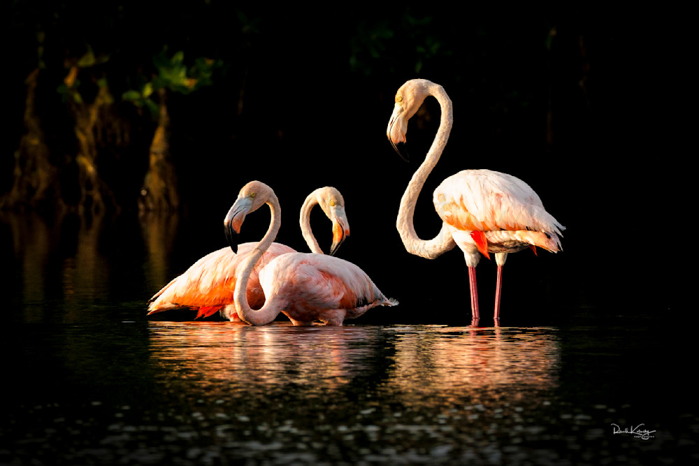 Flamingo Delight