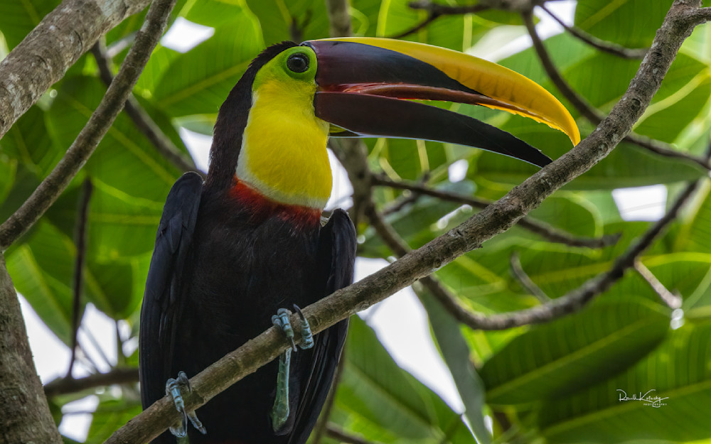 The Yellow Throated Toucan 
