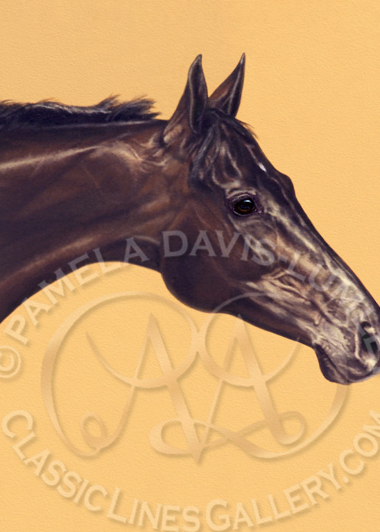 Thoroughbred-portrait, bay-mare, horse-portrait