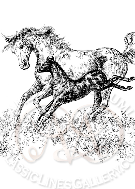 Spring Foal  Art | Classic Lines Gallery LLC