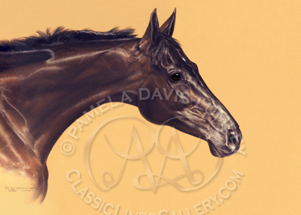 Thoroughbred-portrait, bay-mare, horse-portrait