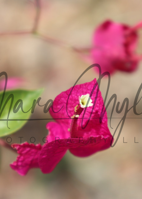 Pink Petals Photography Art | TaMara Myles Photography LLC