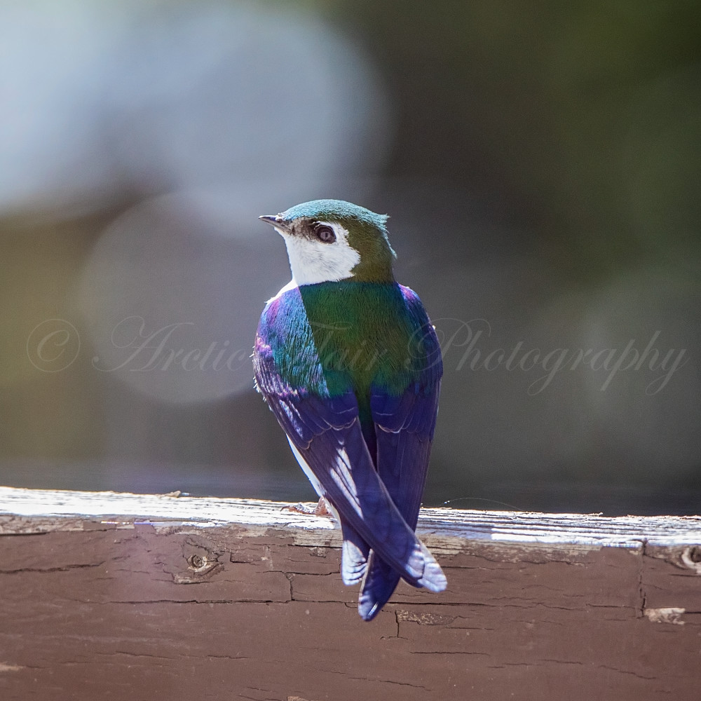 Violet-Green Swallow by Arctic Flair Photography