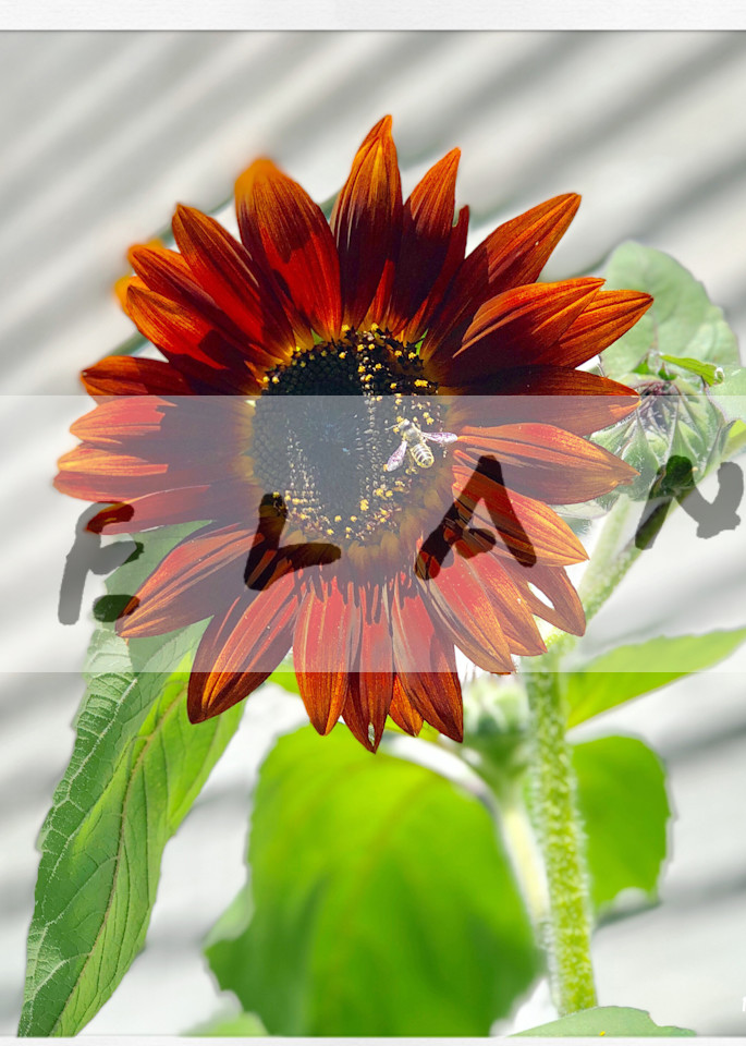Bees On Sunflower 4 Art | DBA George Delany Art