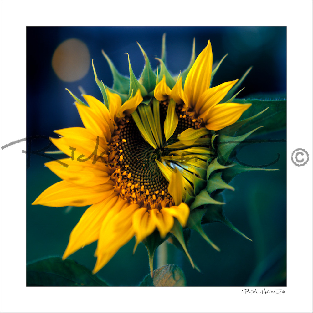 Sunflower Border Photography Art | Rick Hunter Photo/Hunter Services 