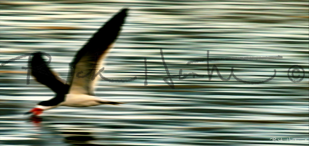 Skimmer Long Photography Art | Rick Hunter Photo/Hunter Services 