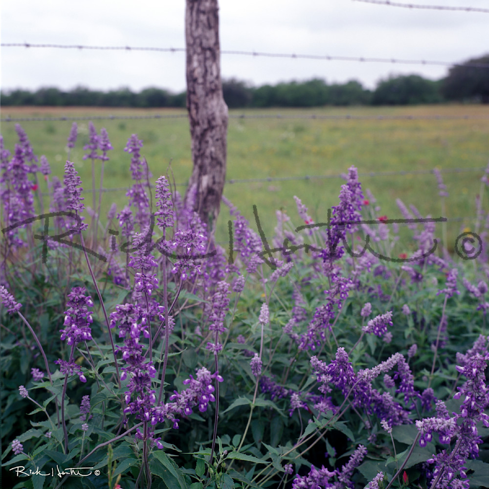Blue Wild Flowers Photography Art | Rick Hunter Photo/Hunter Services 