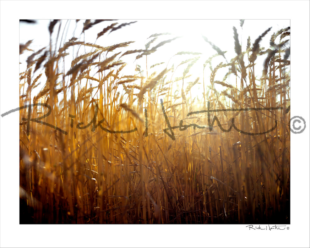 Wisps Photography Art | Rick Hunter Photo/Hunter Services 