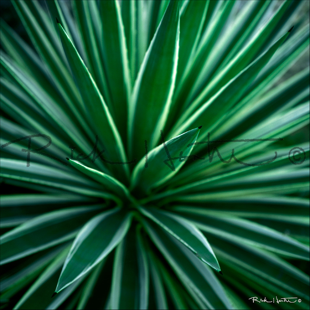 Cactus Goliad Photography Art | Rick Hunter Photo/Hunter Services 