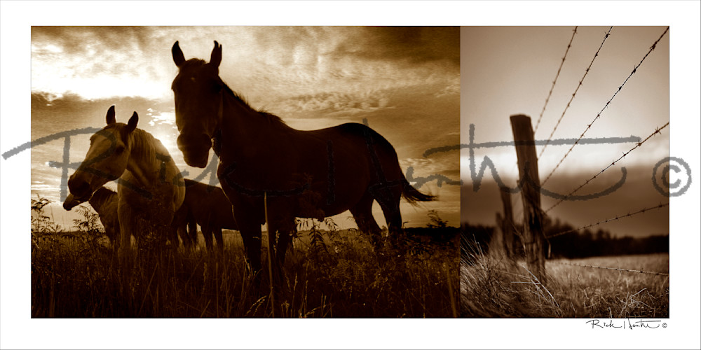 Barbed Horses Photography Art | Rick Hunter Photo/Hunter Services 