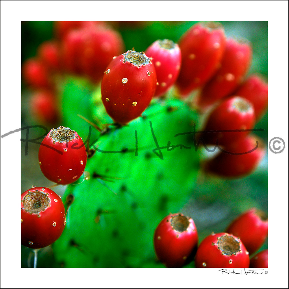 Cactus Bloom Photography Art | Rick Hunter Photo/Hunter Services 
