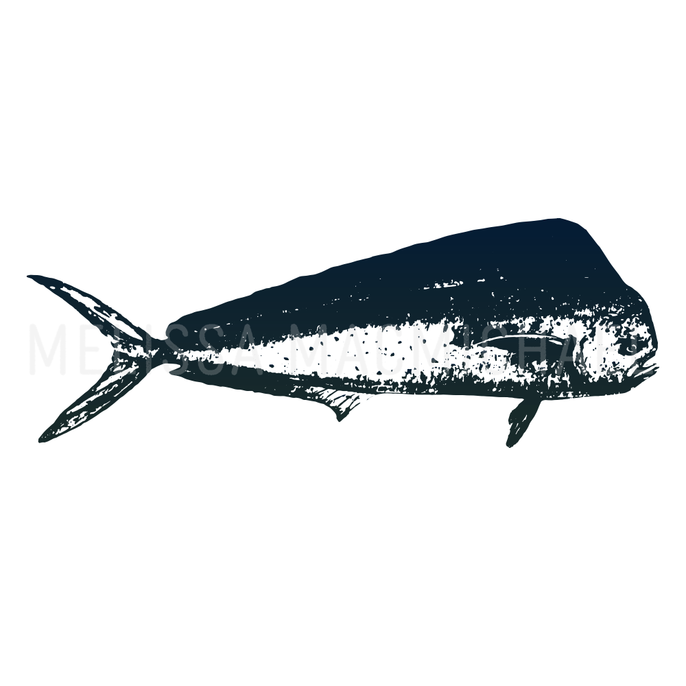 Mahi Mahi Graphic / Vector Stamp/ White Background: Shop Prints | Melissa MacMichael Art