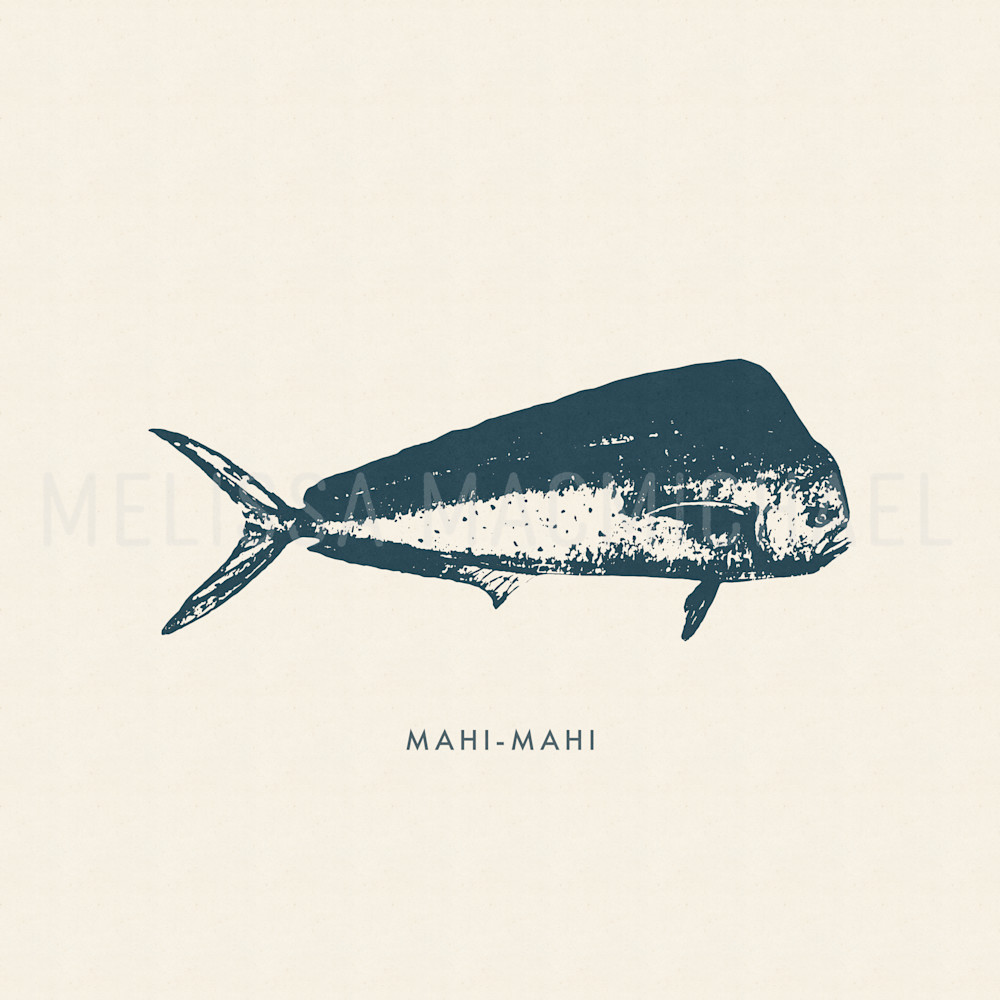 Mahi-Mahi Traditional Antique Navy | Nautical Art Prints | Melissa MacMichael