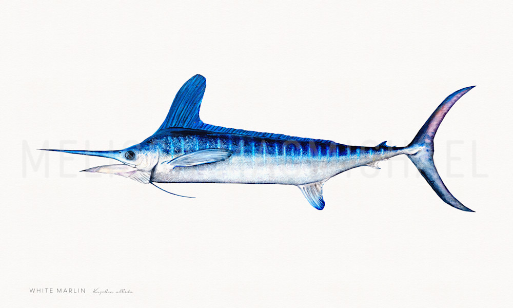 White Marlin (Kajikia albida), Moran Commission - warm textured background: Shop Prints | Melissa MacMichael Art
