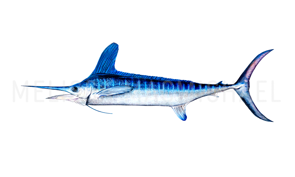 White Marlin Watercolor Moran Commission (no title): Shop Prints | Melissa MacMichael Art